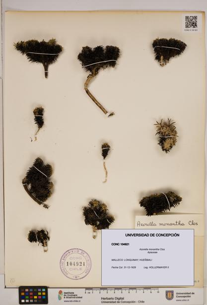 Azorella monantha [Espécimen: ]