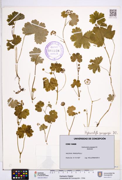 Hydrocotyle poeppigii [Espécimen: ]