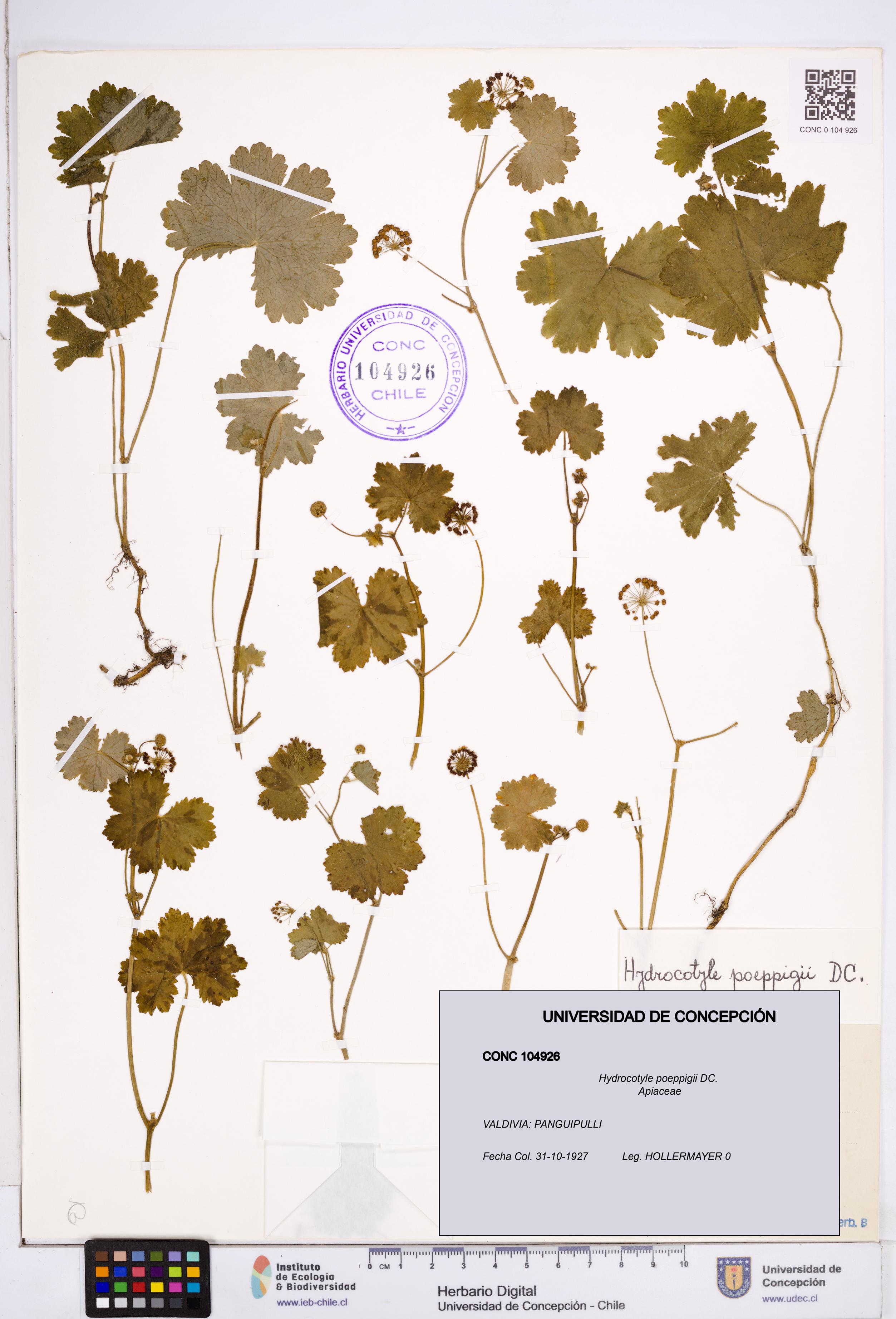 Hydrocotyle poeppigii [Espécimen: ]