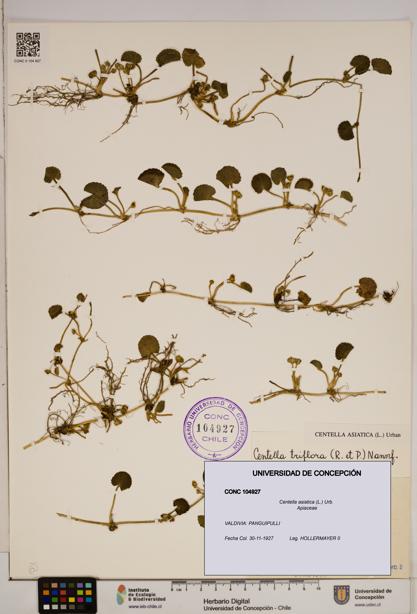 Centella asiatica [Espécimen: ]