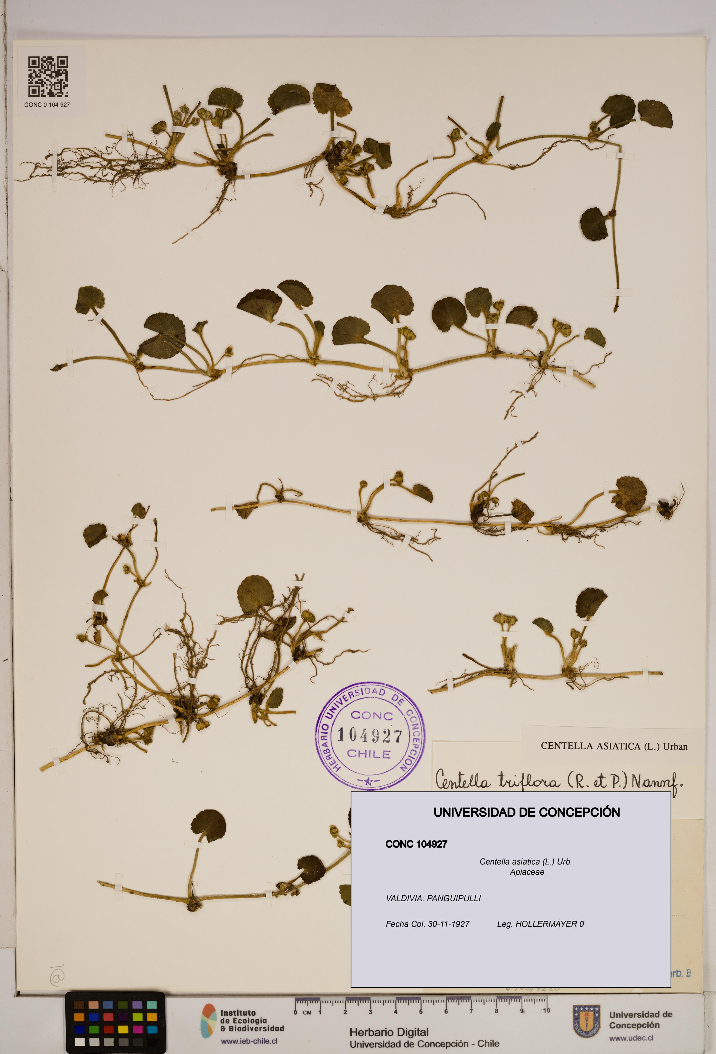 Centella asiatica [Espécimen: ]