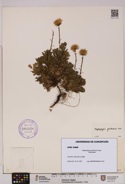 Haplopappus glutinosus [Espécimen: UDEC:CONC:0104928]