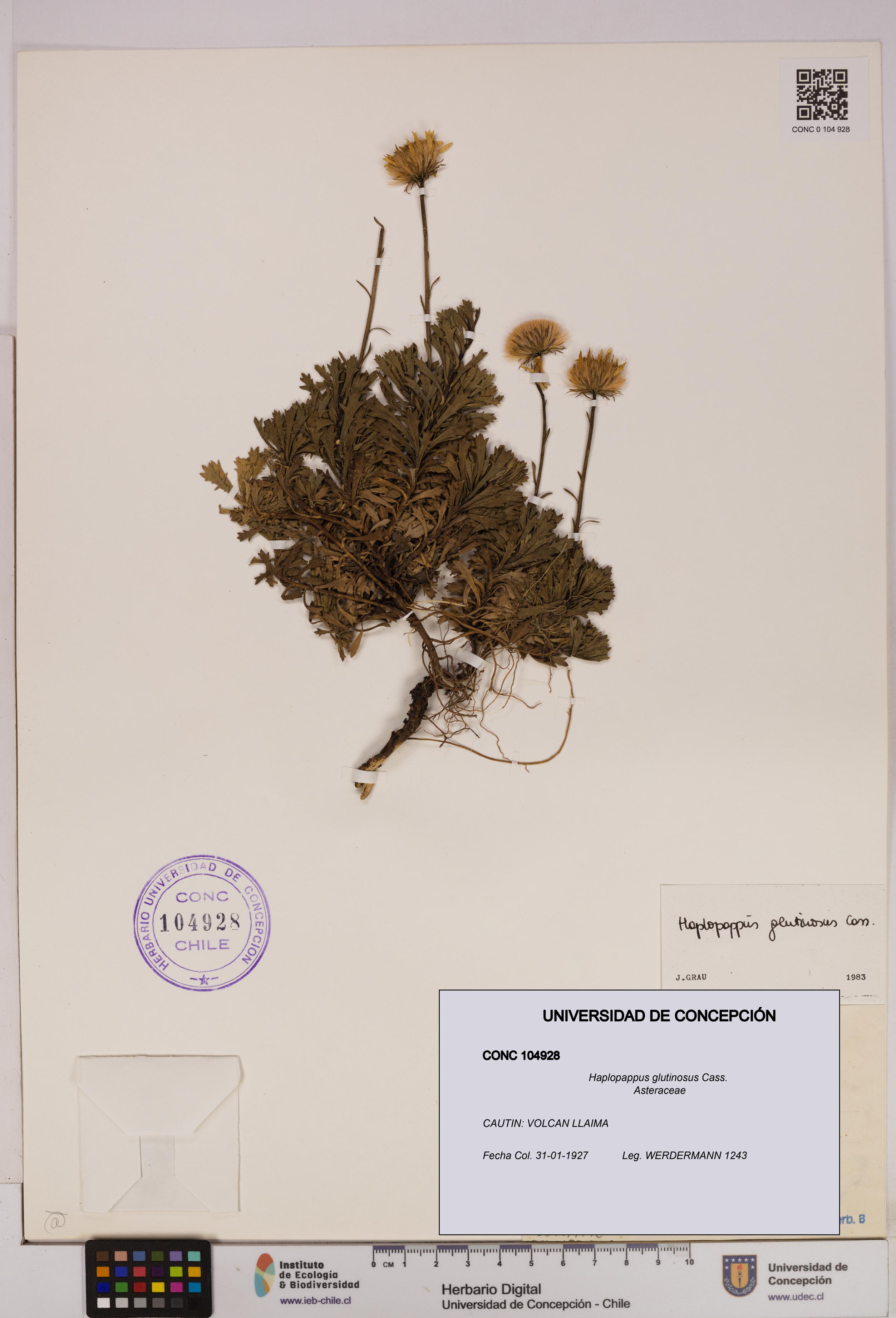Haplopappus glutinosus [Espécimen: UDEC:CONC:0104928]