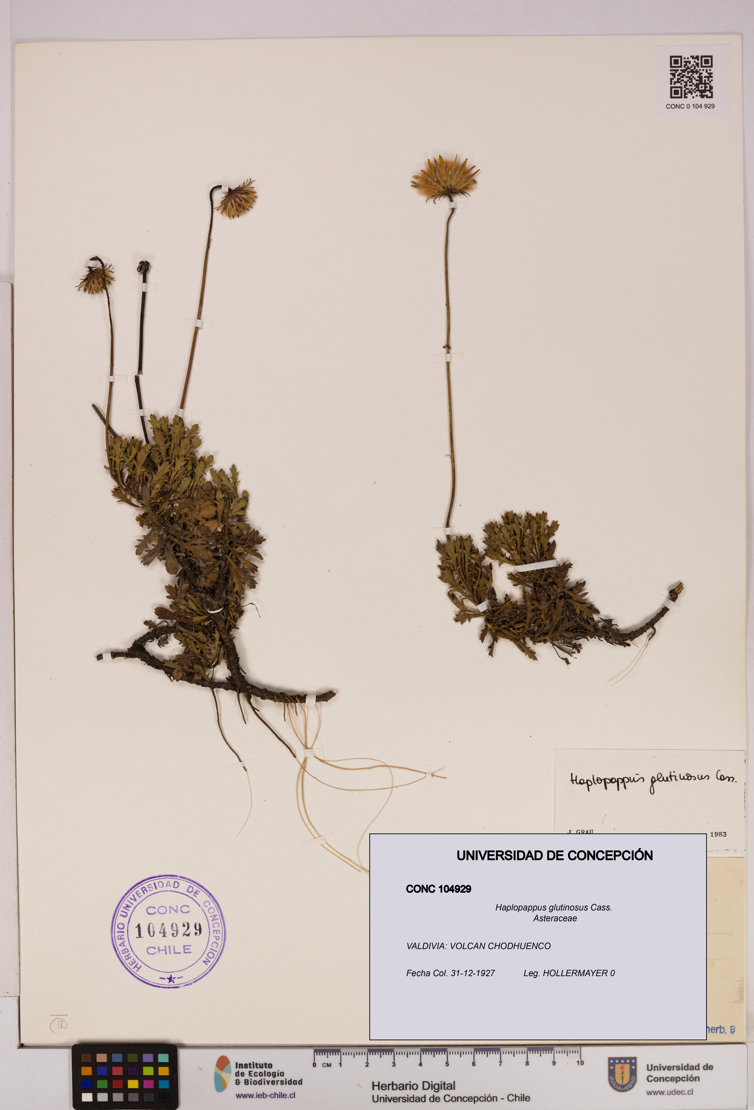 Haplopappus glutinosus [Espécimen: UDEC:CONC:0104929]