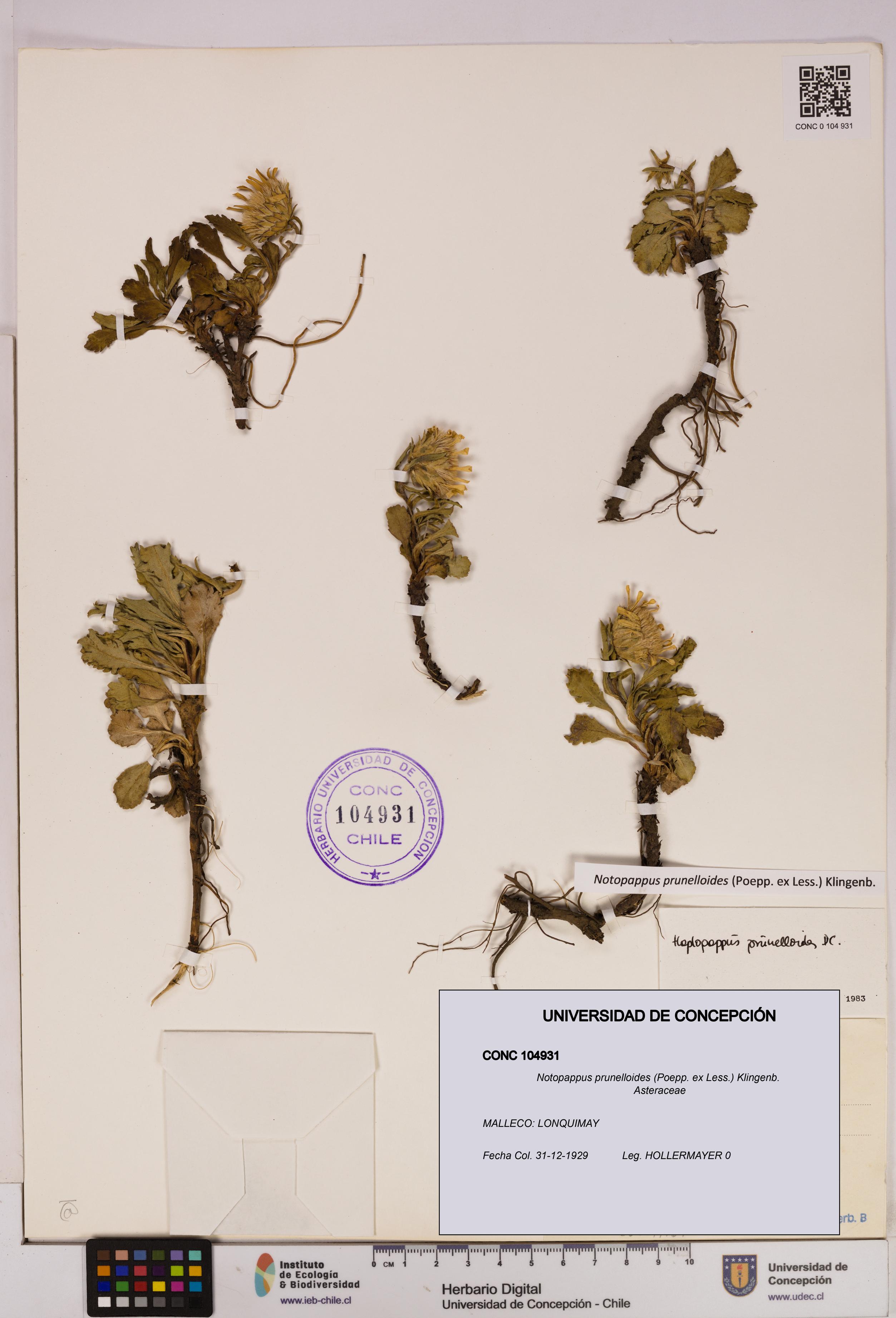 Notopappus prunelloides [Espécimen: UDEC:CONC:0104931]