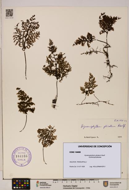 Hymenophyllum plicatum [Espécimen: ]