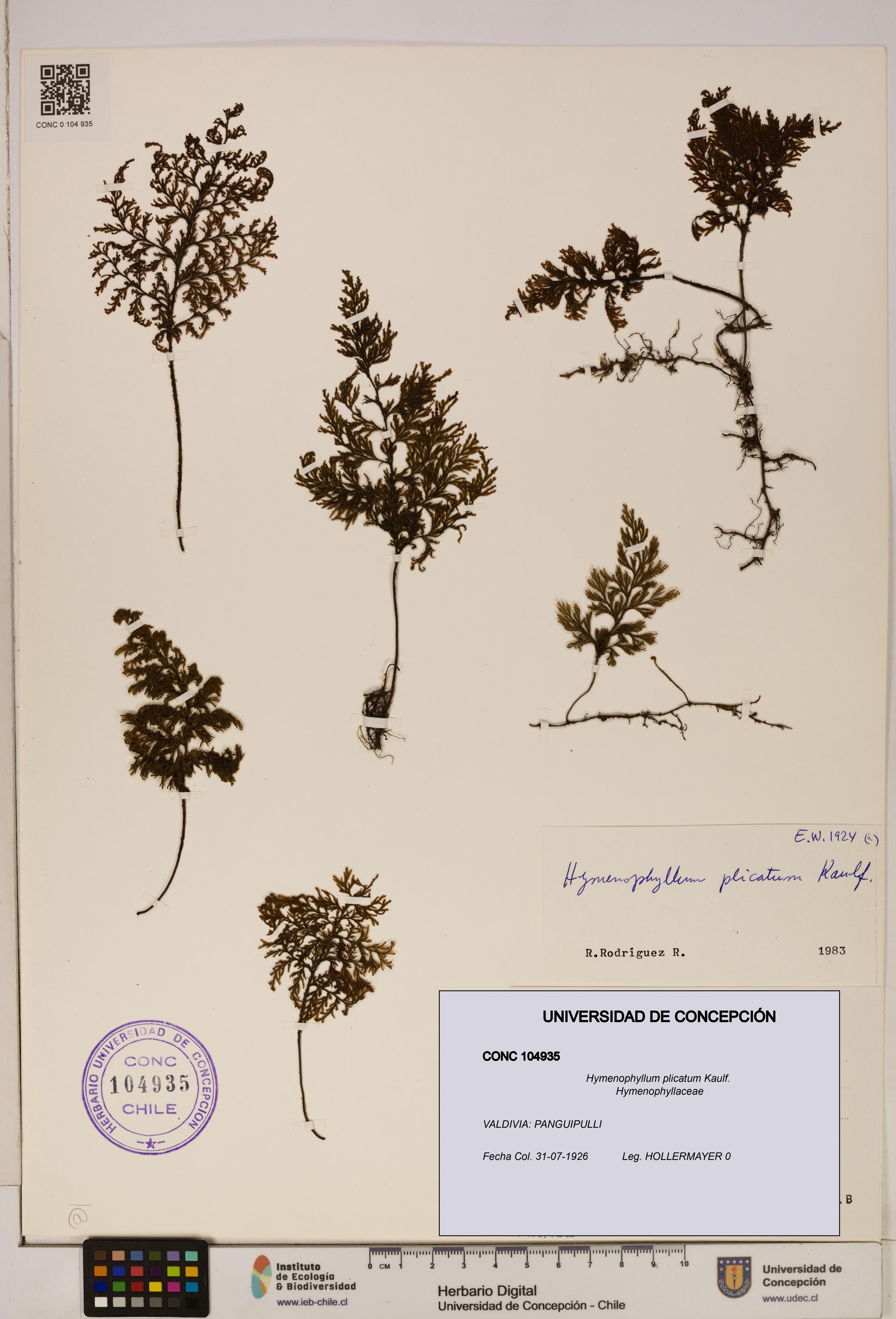 Hymenophyllum plicatum [Espécimen: ]