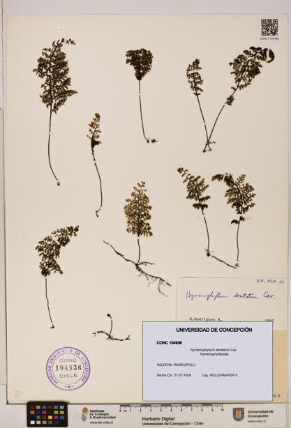 Hymenophyllum dentatum [Espécimen: UDEC:CONC:0104936]