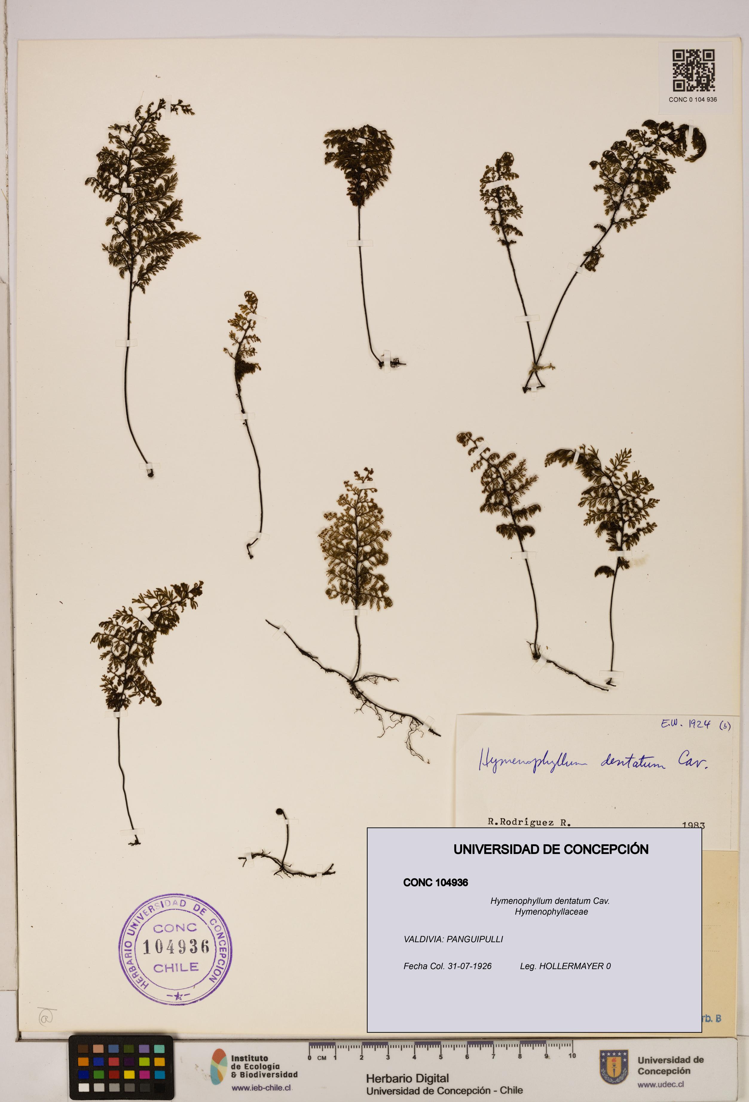 Hymenophyllum dentatum [Espécimen: UDEC:CONC:0104936]