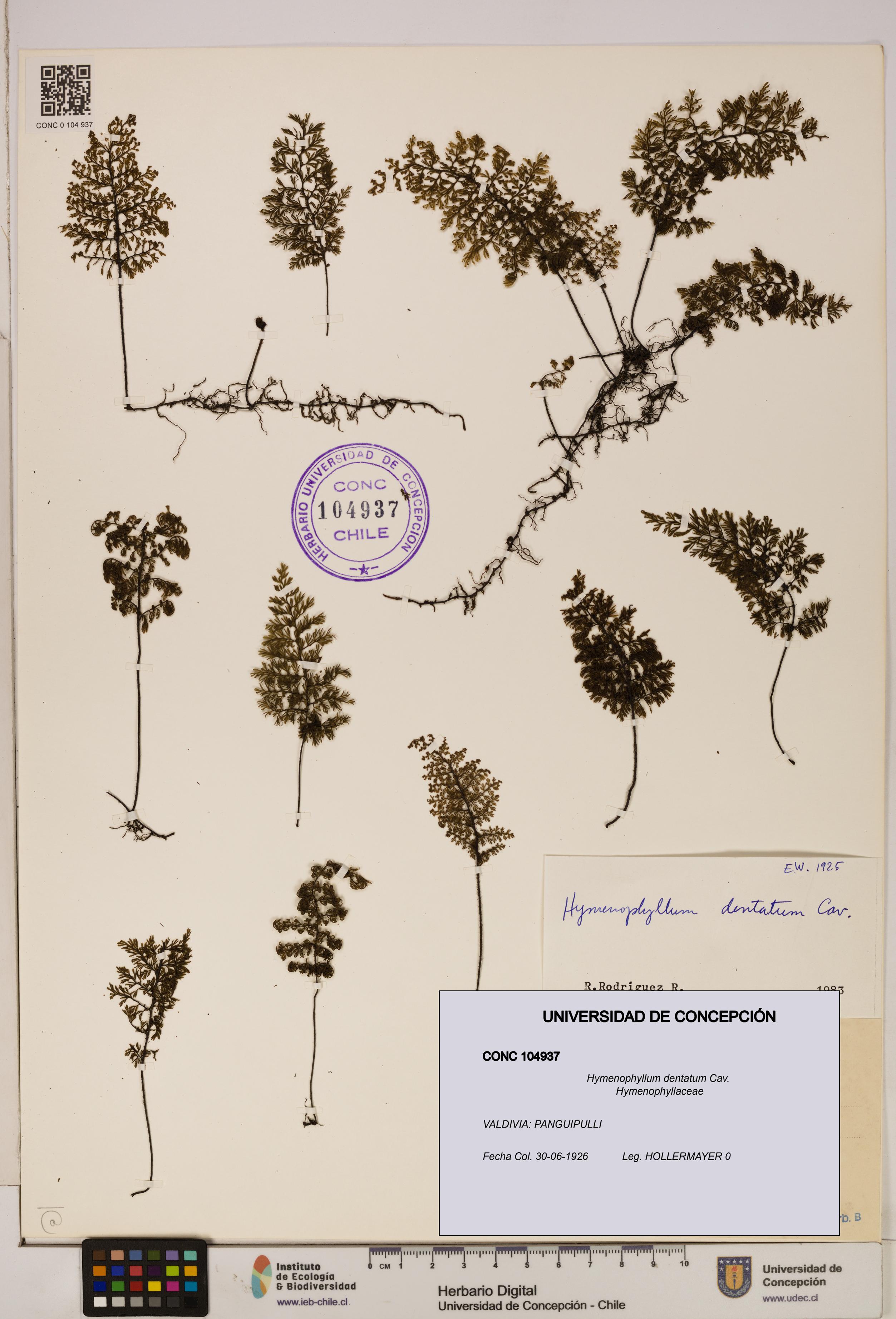 Hymenophyllum dentatum [Espécimen: UDEC:CONC:0104937]