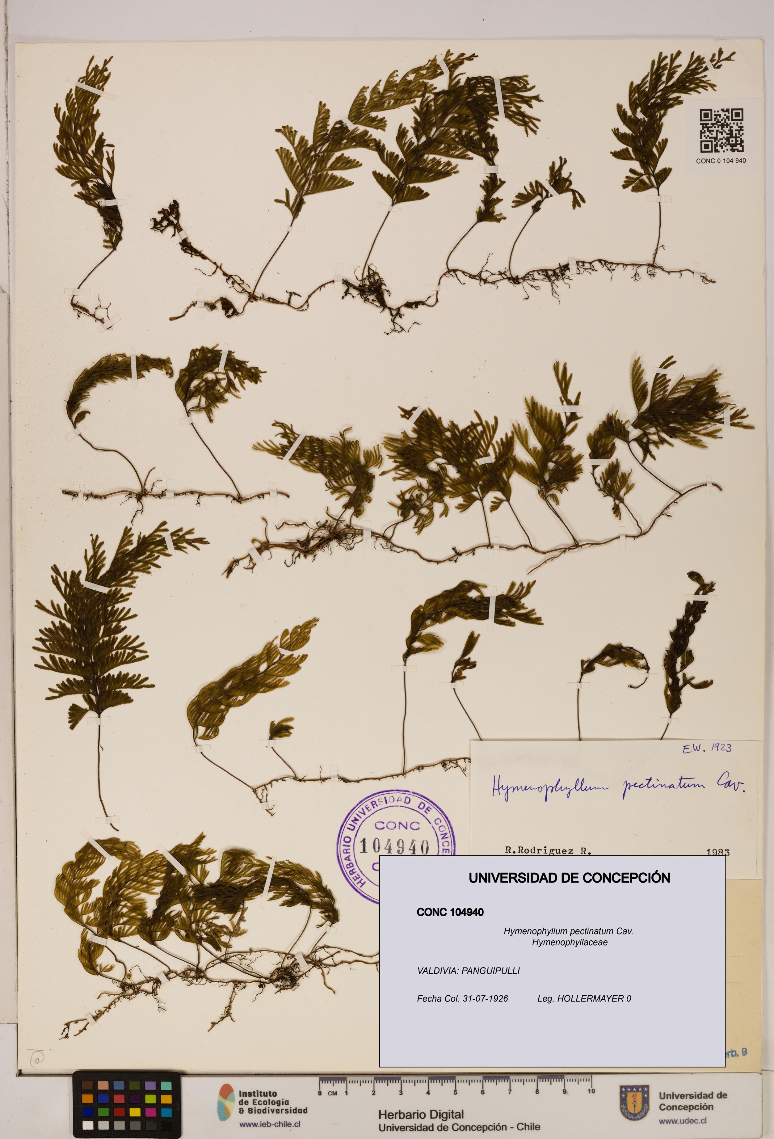 Hymenophyllum pectinatum [Espécimen: ]