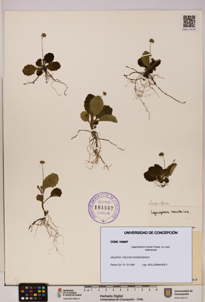 Lagenophora hirsuta [Espécimen: ]