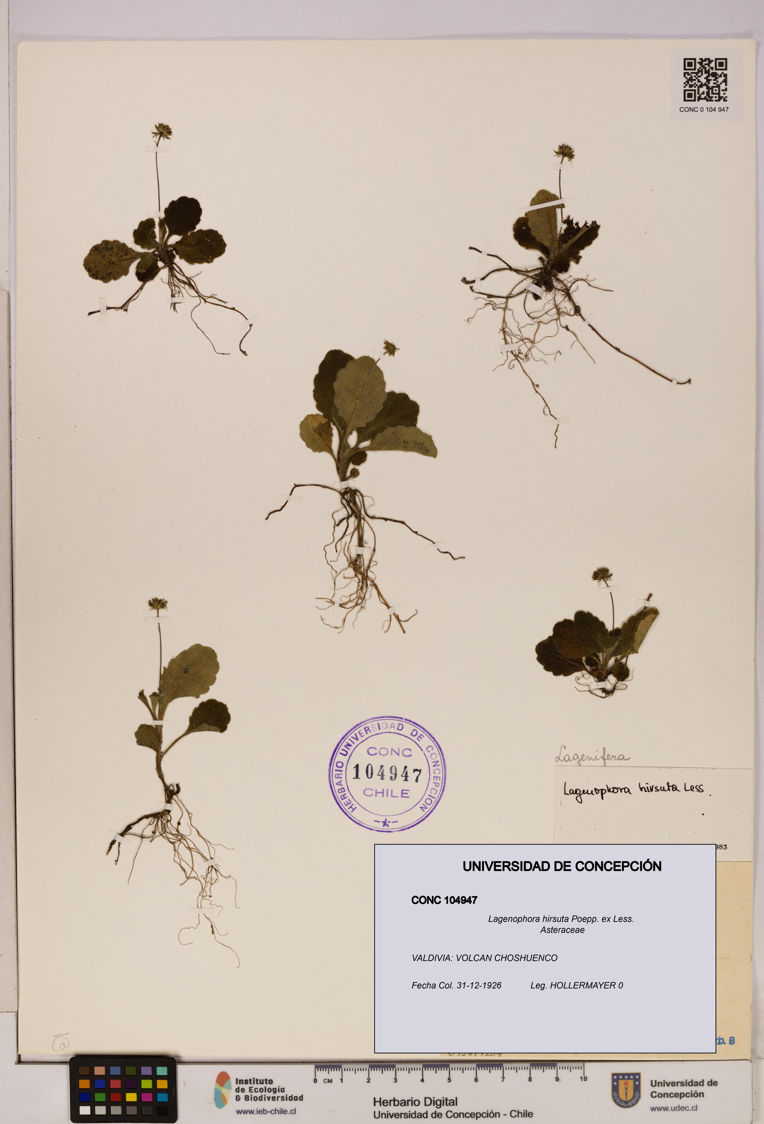 Lagenophora hirsuta [Espécimen: ]