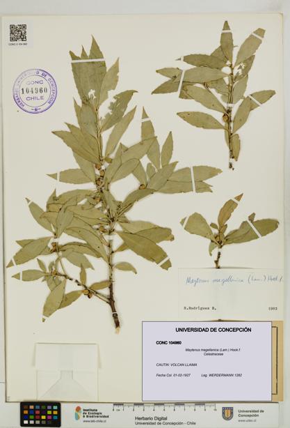 Maytenus magellanica [Espécimen: UDEC:CONC:0104960]