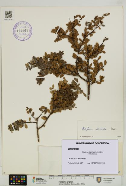 Maytenus disticha [Espécimen: UDEC:CONC:0104961]