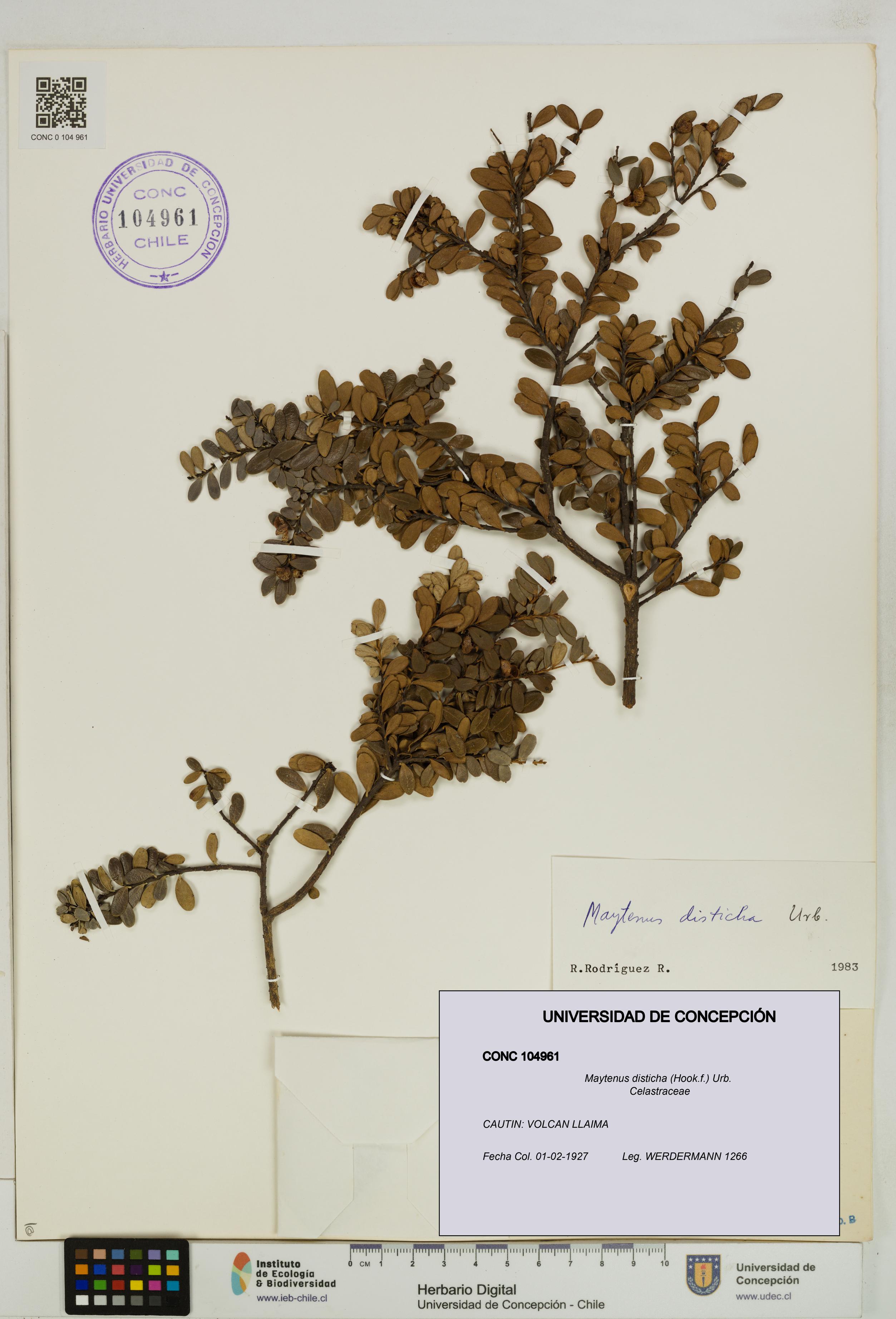 Maytenus disticha [Espécimen: UDEC:CONC:0104961]