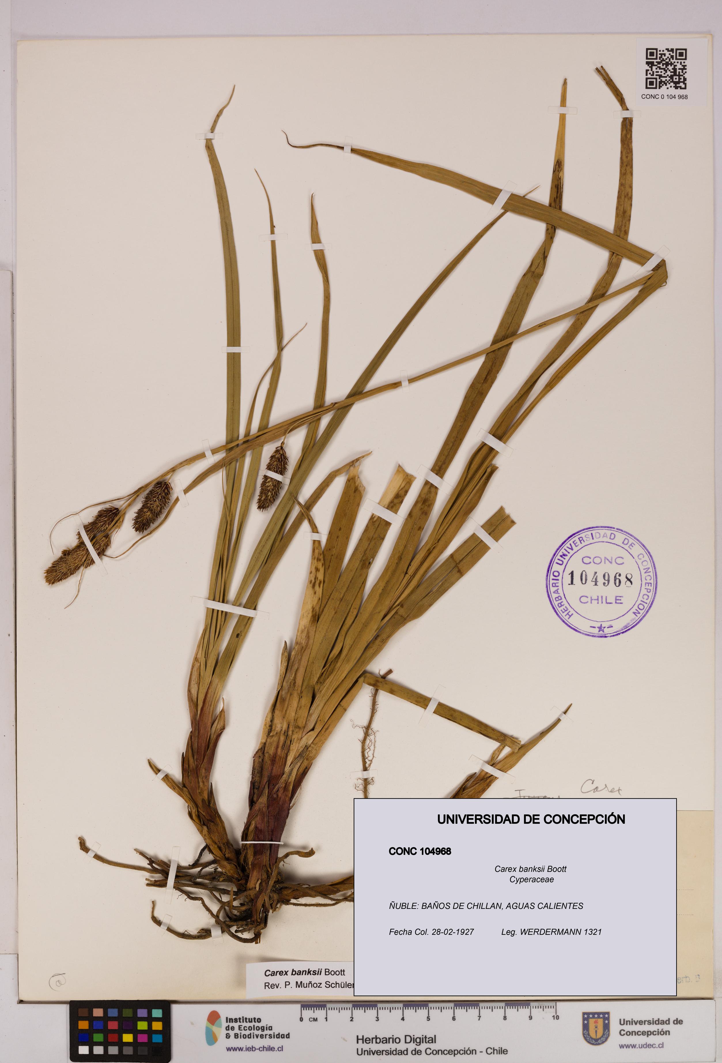 Carex banksii [Espécimen: UDEC:CONC:0104968]