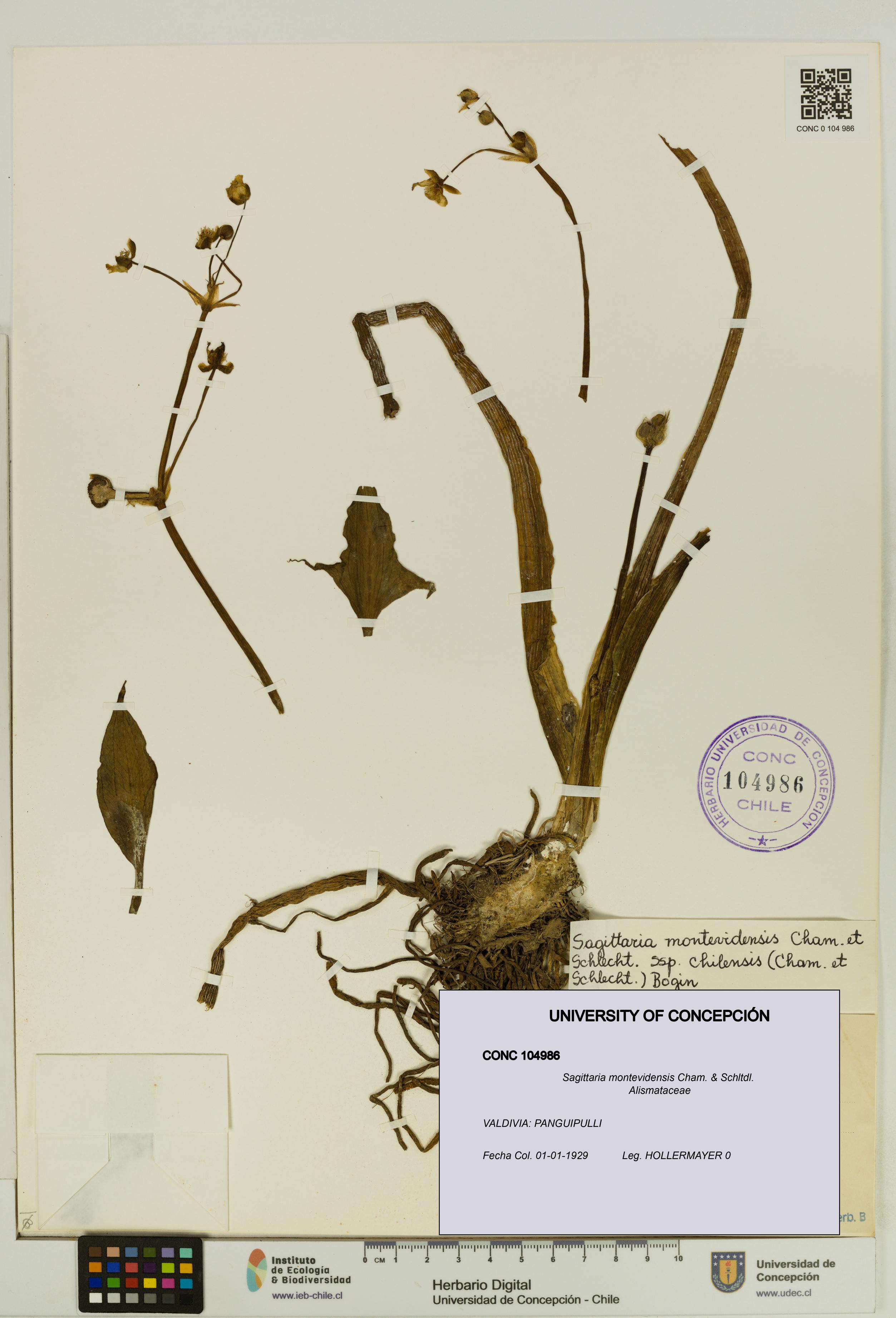 Sagittaria montevidensis [Espécimen: UDEC:CONC:0104986]