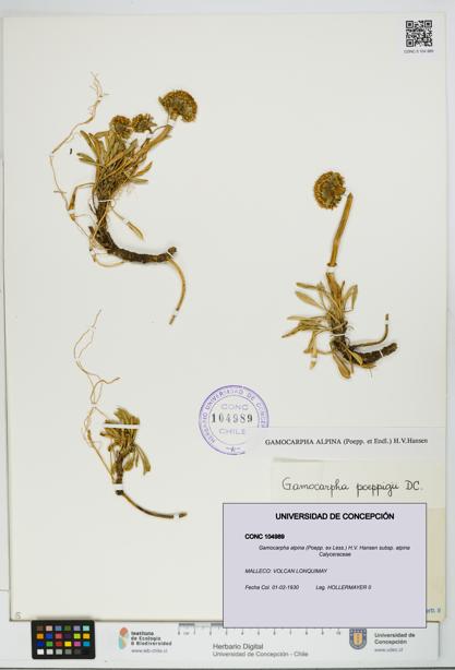Gamocarpha alpina subsp. alpina [Espécimen: UDEC:CONC:0104989]
