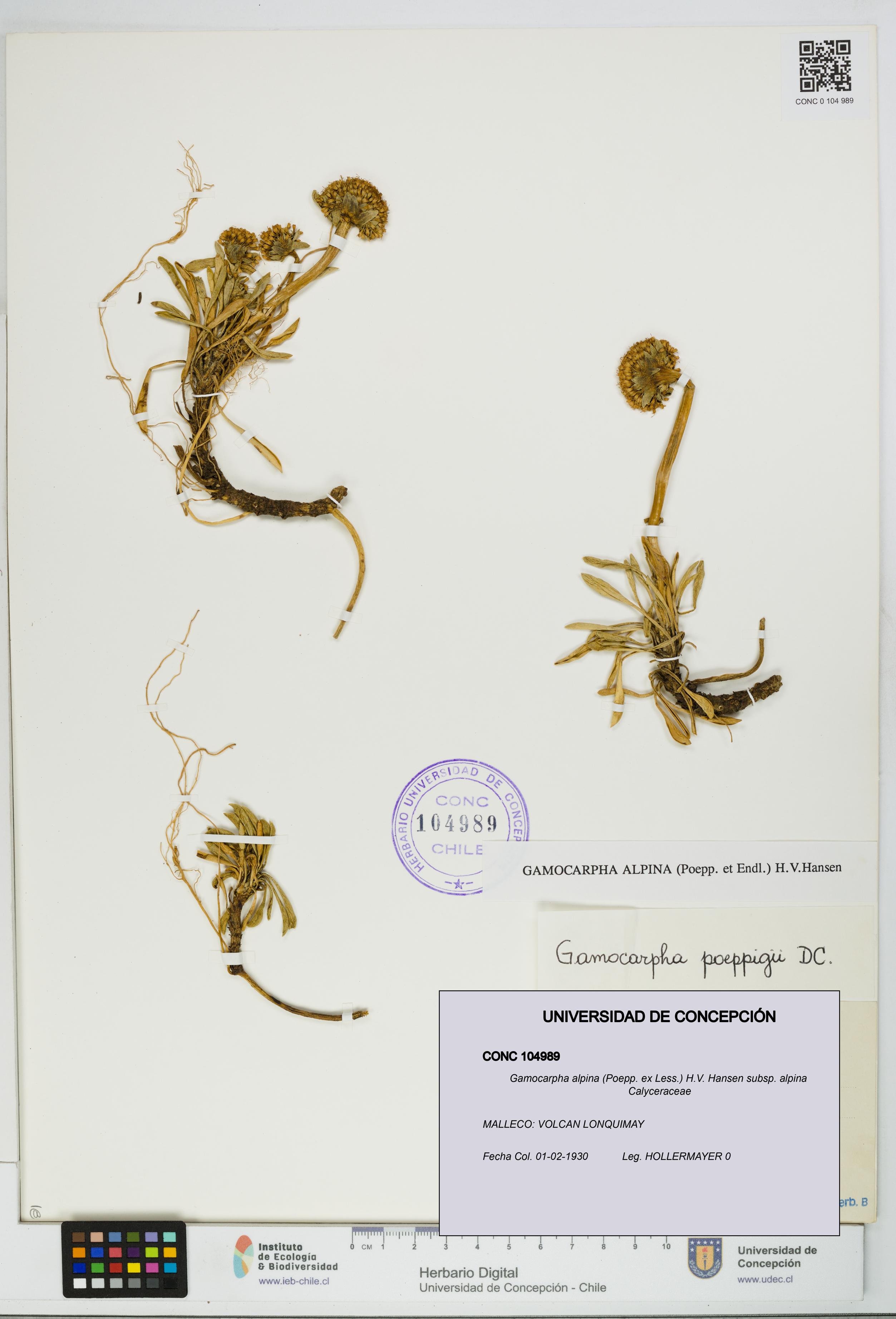 Gamocarpha alpina subsp. alpina [Espécimen: UDEC:CONC:0104989]