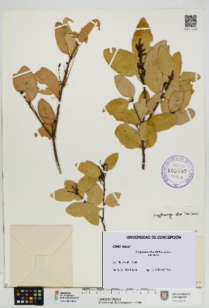 Cryptocarya alba [Espécimen: UDEC:CONC:0105007]