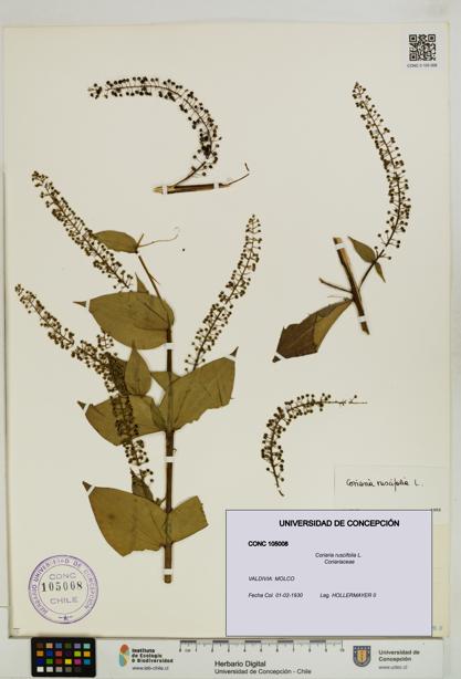 Coriaria ruscifolia [Espécimen: ]