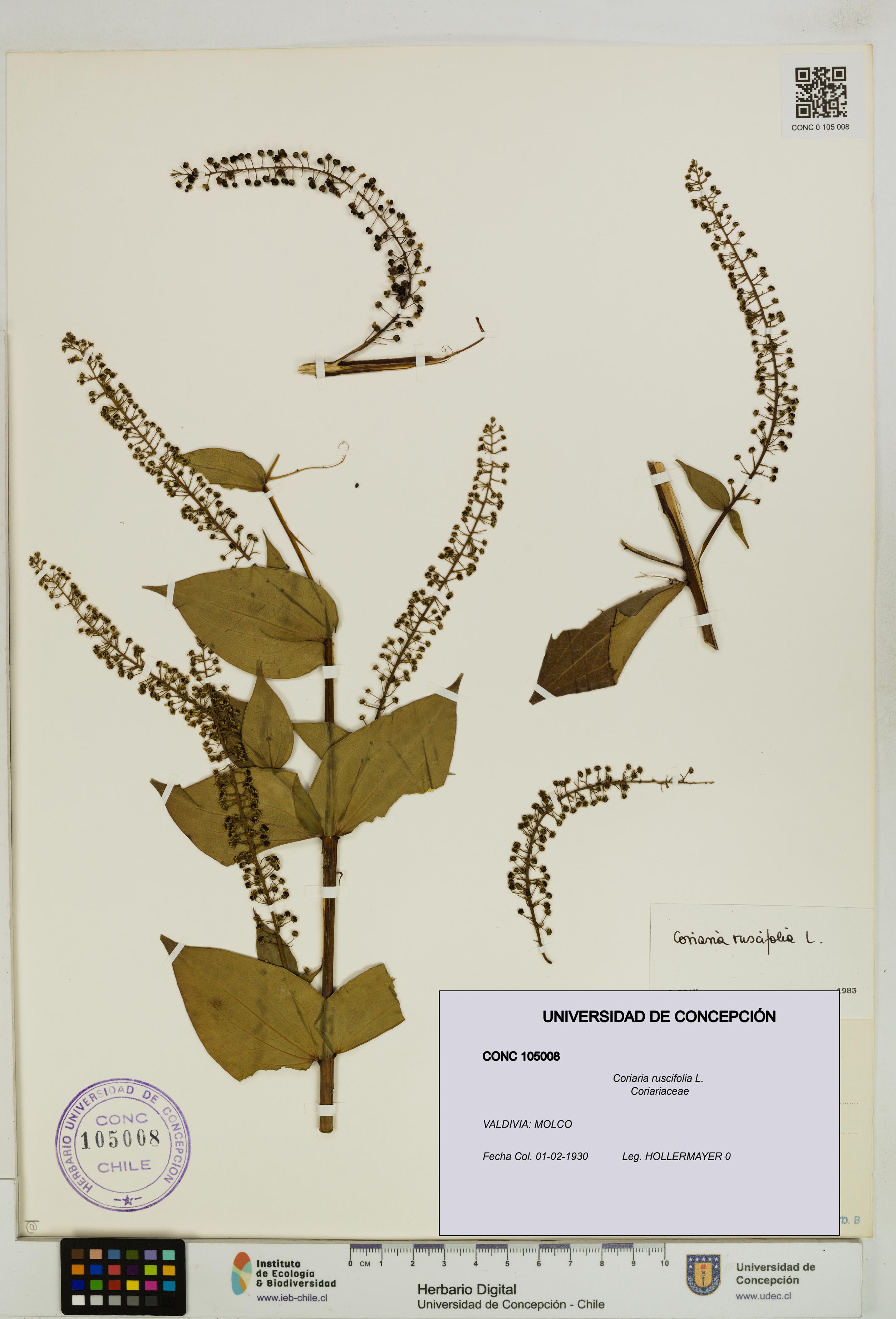 Coriaria ruscifolia [Espécimen: ]