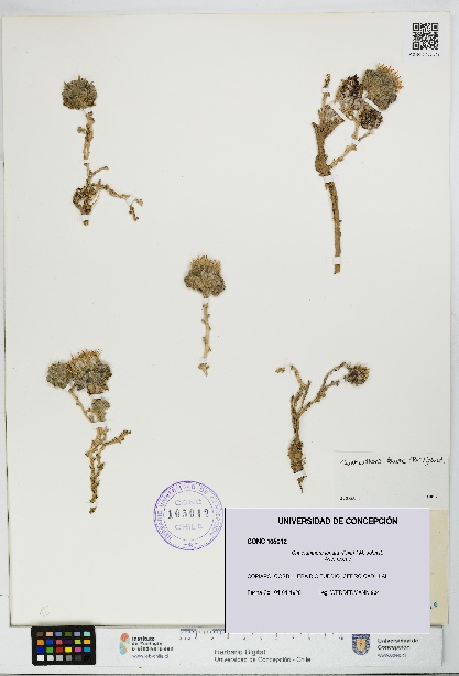 Chaetanthera lanata [Espécimen: UDEC:CONC:0105012]