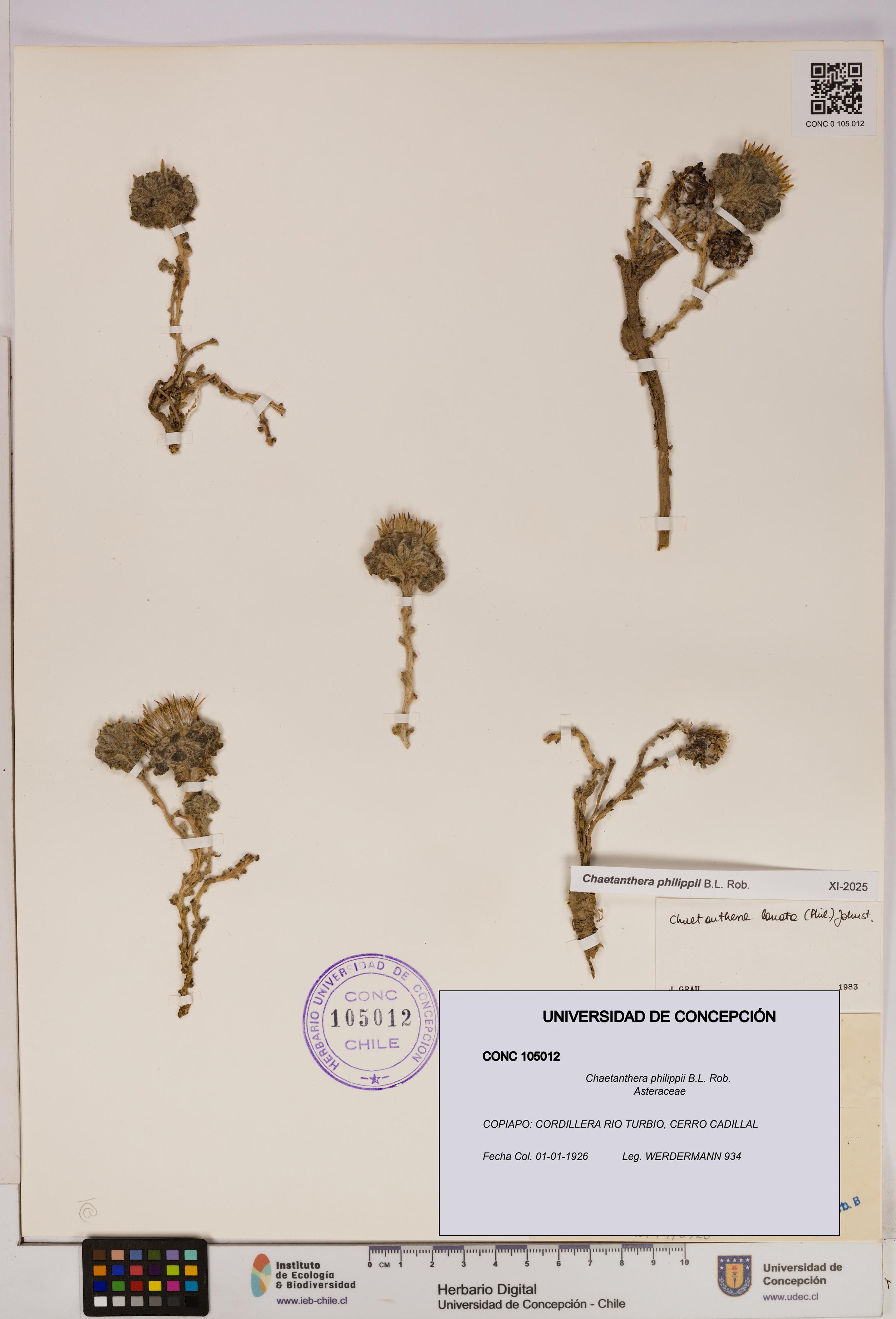 Chaetanthera philippii [Espécimen: UDEC:CONC:0105012]