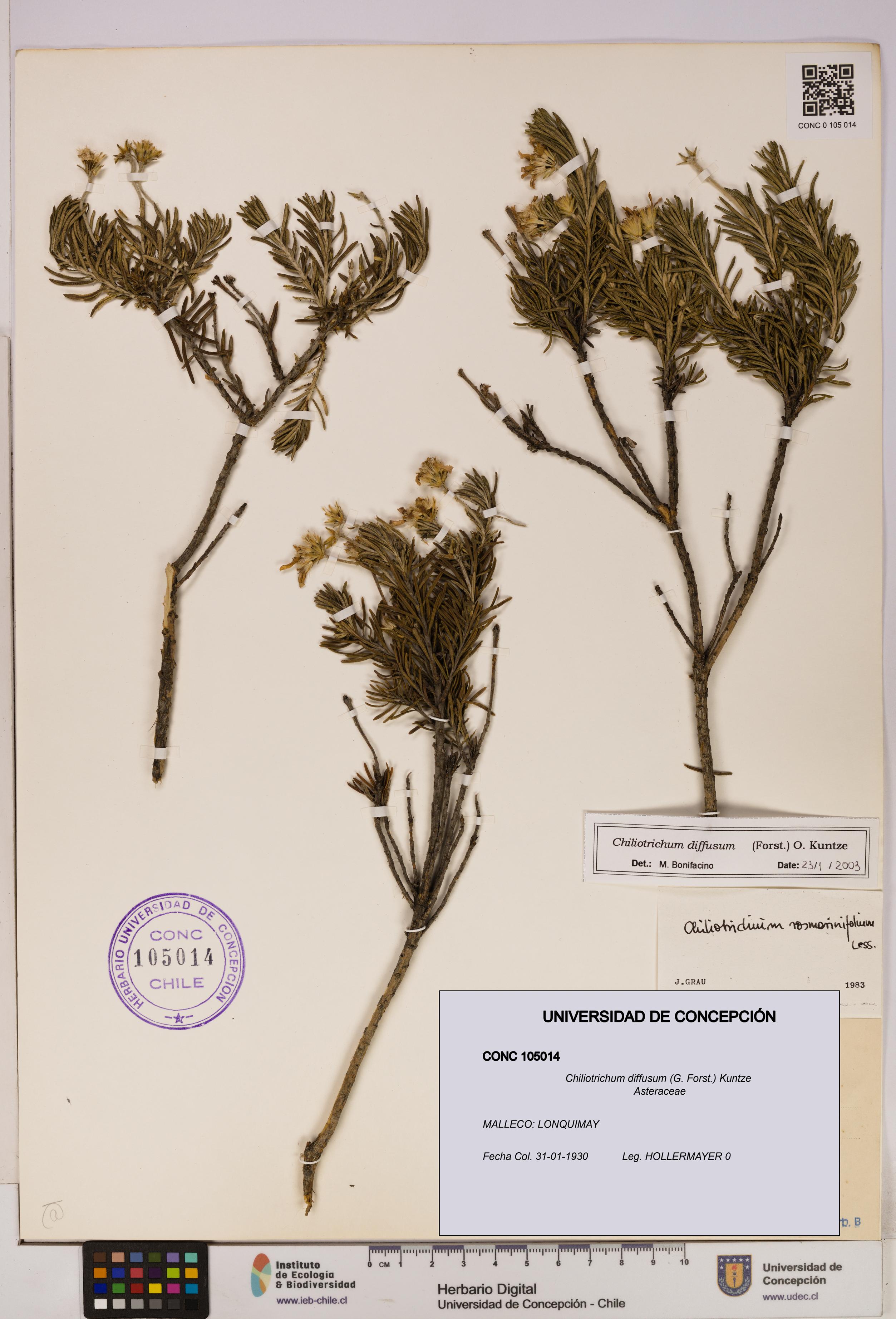 Chiliotrichum diffusum [Espécimen: UDEC:CONC:0105014]