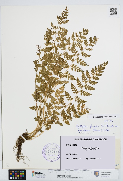 Cystopteris apiiformis [Espécimen: UDEC:CONC:0105016]
