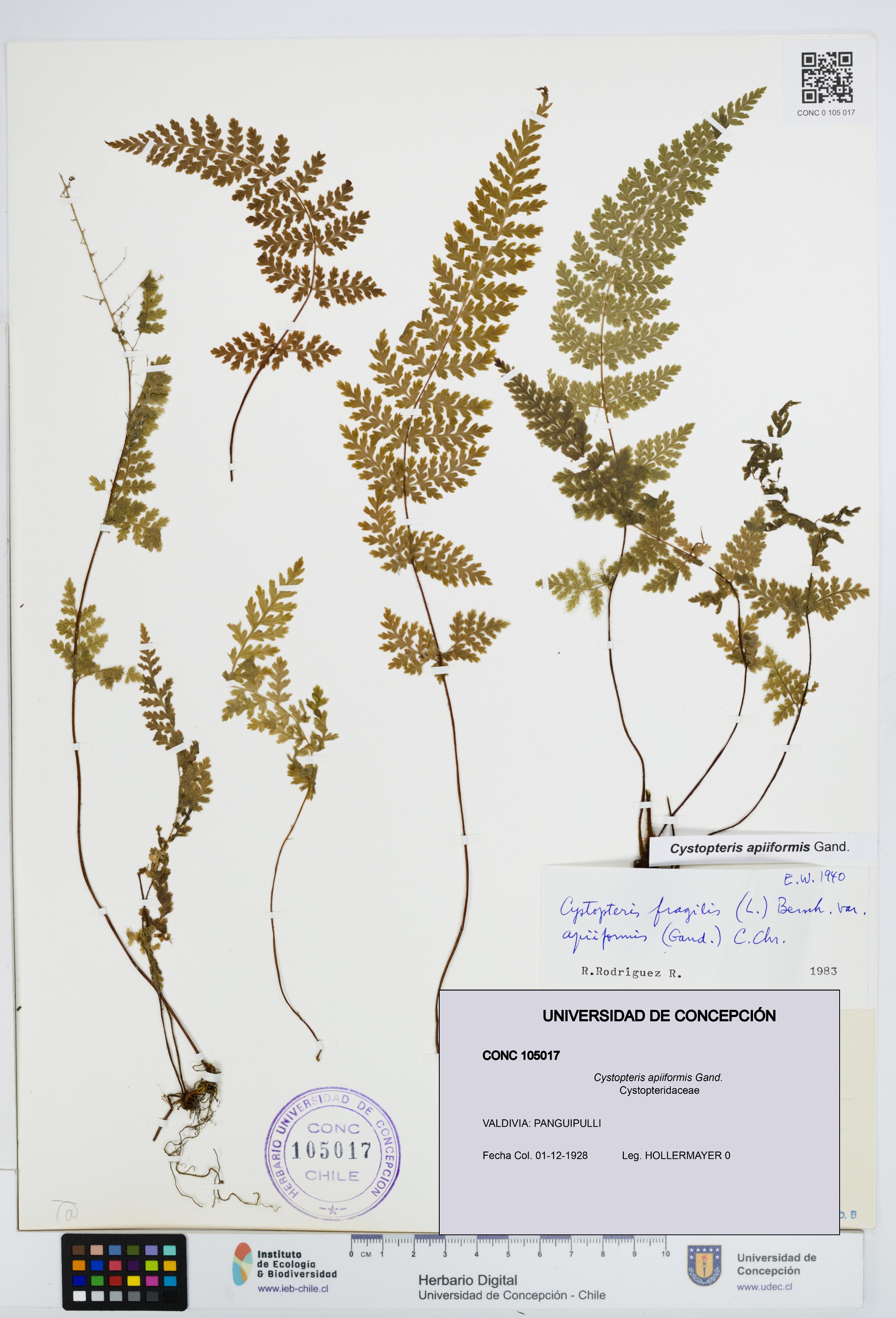 Cystopteris apiiformis [Espécimen: UDEC:CONC:0105017]