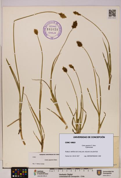 Carex gayana [Espécimen: UDEC:CONC:0105021]