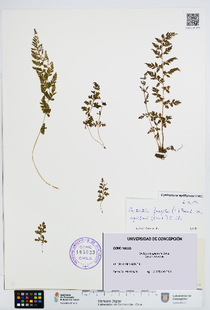 Cystopteris apiiformis [Espécimen: UDEC:CONC:0105023]