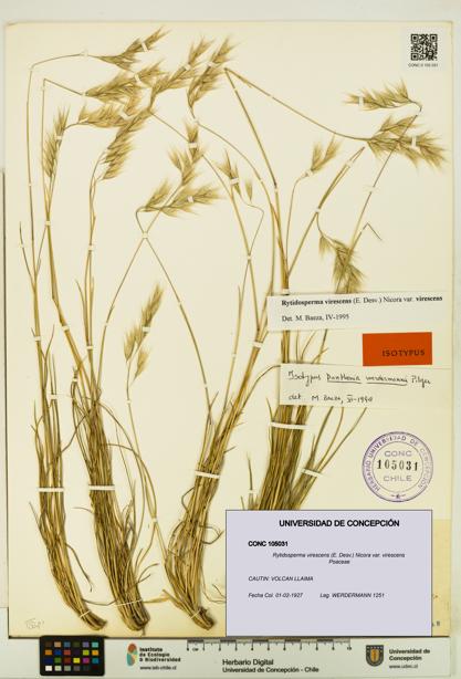 Rytidosperma virescens var. virescens [Espécimen: UDEC:CONC:0105031]