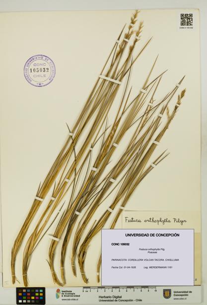 Festuca orthophylla [Espécimen: UDEC:CONC:0105032]