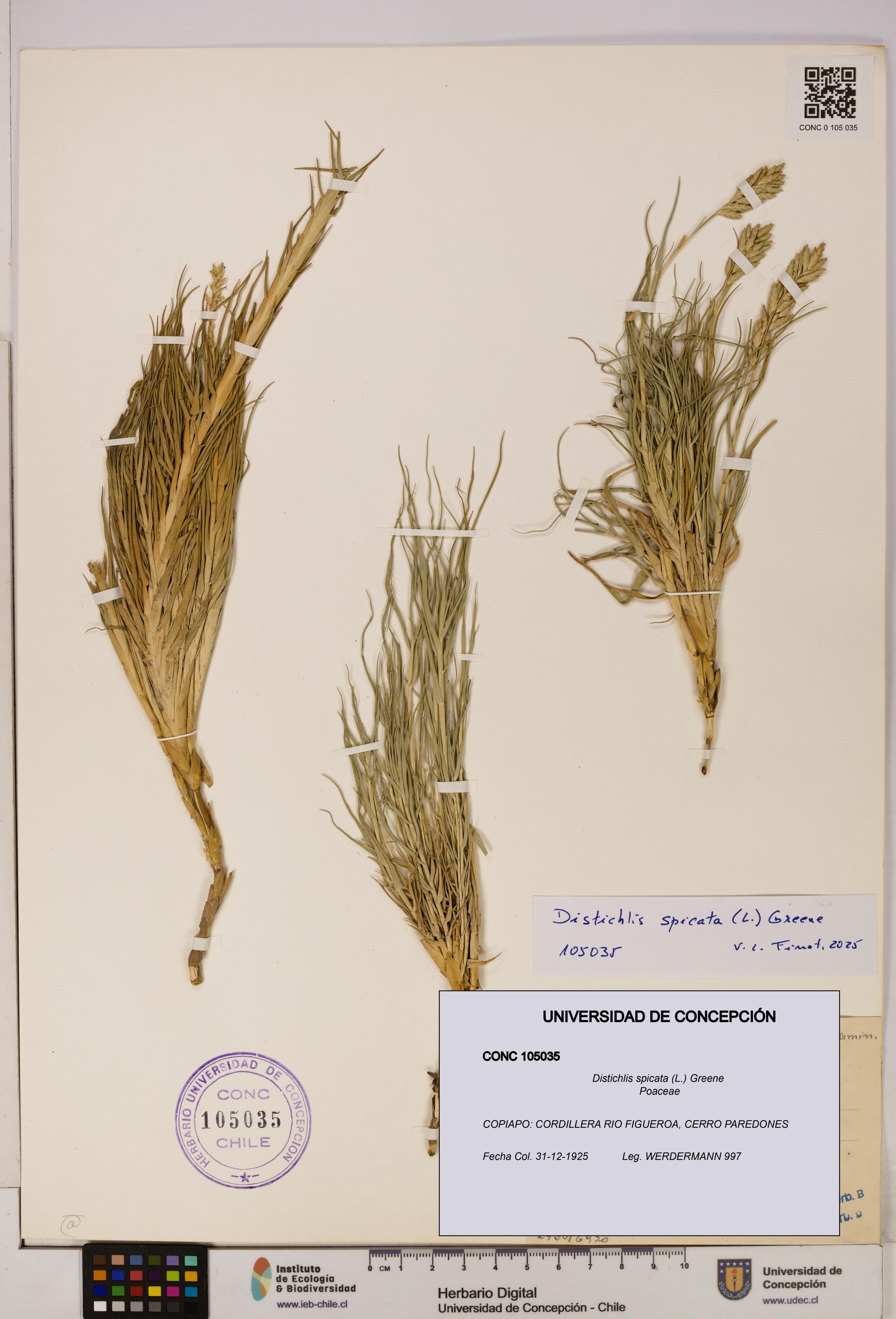 Distichlis spicata [Espécimen: UDEC:CONC:0105035]