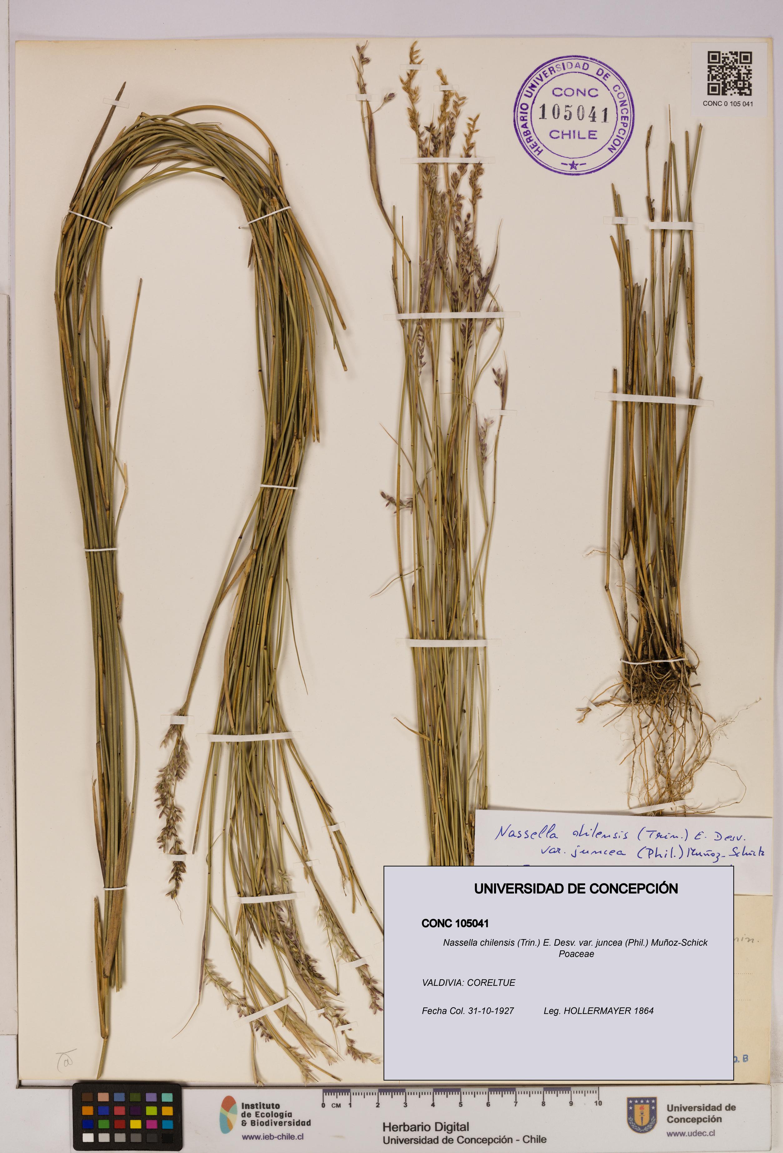 Nassella chilensis [Espécimen: UDEC:CONC:0105041]