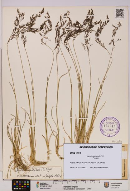 Agrostis stenophylla [Espécimen: UDEC:CONC:0105046]