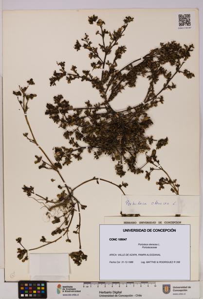 Portulaca oleracea [Espécimen: UDEC:CONC:0105047]