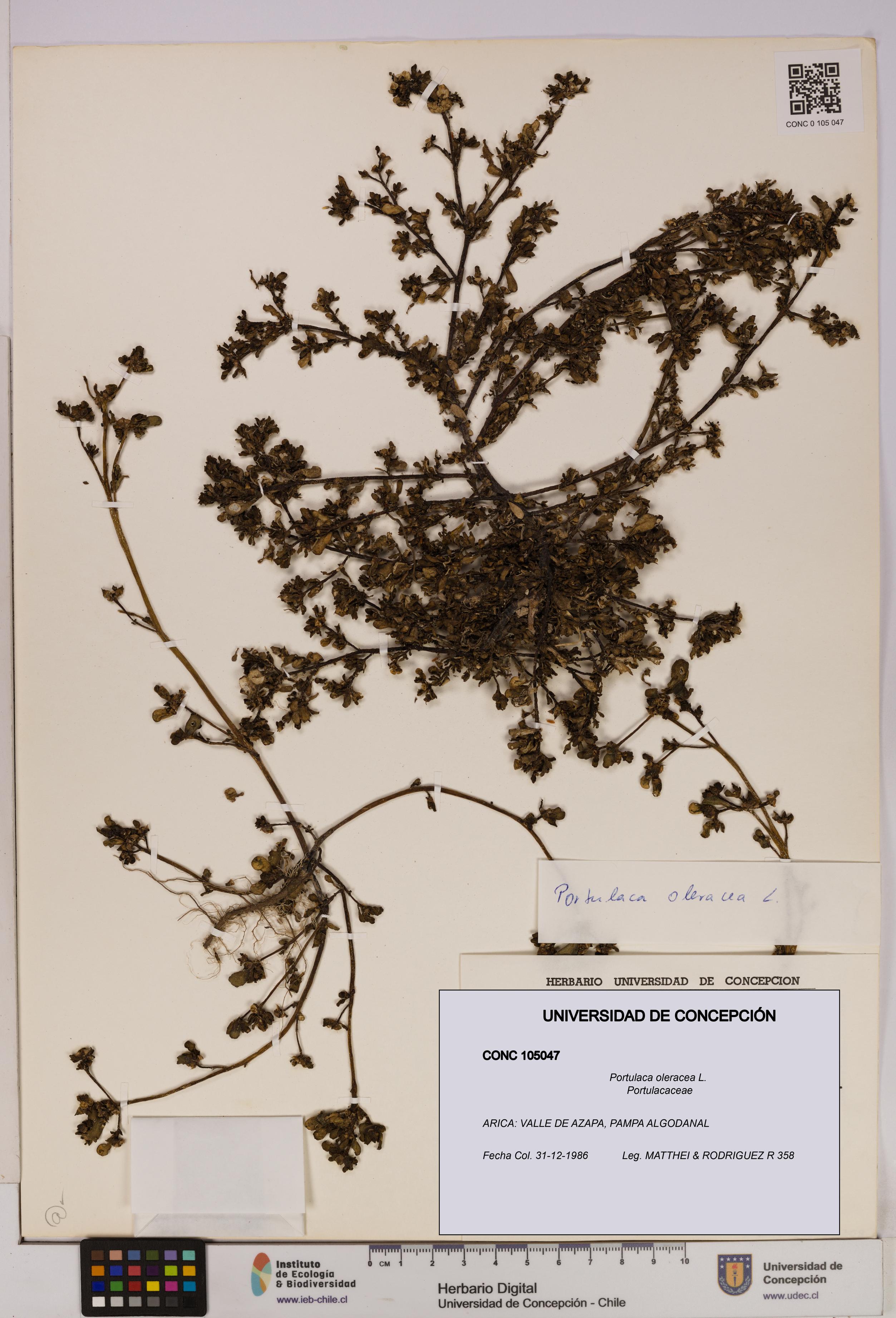 Portulaca oleracea [Espécimen: UDEC:CONC:0105047]