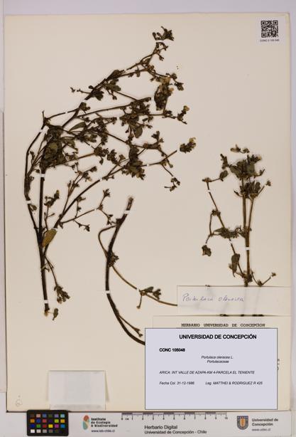 Portulaca oleracea [Espécimen: UDEC:CONC:0105048]
