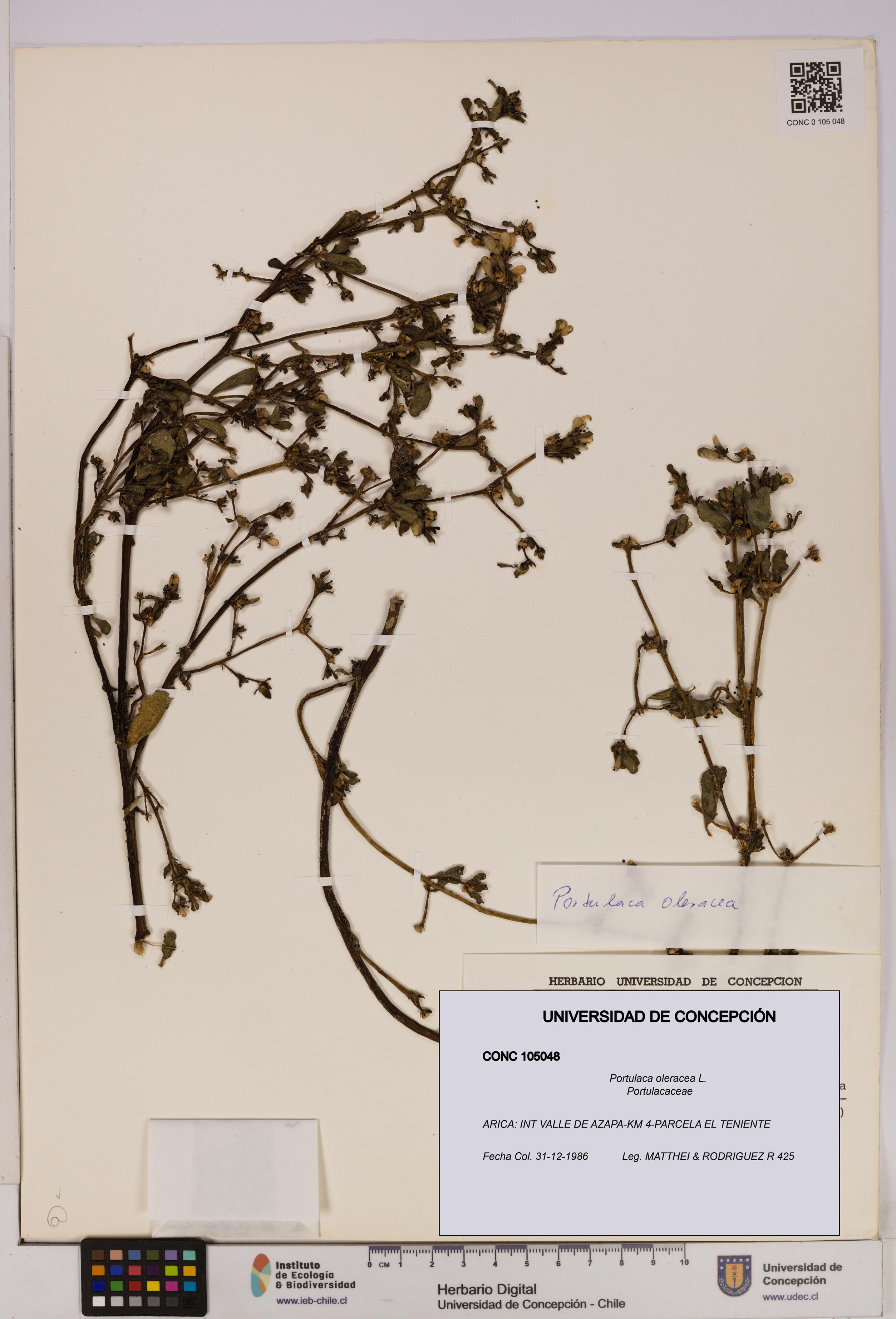 Portulaca oleracea [Espécimen: UDEC:CONC:0105048]