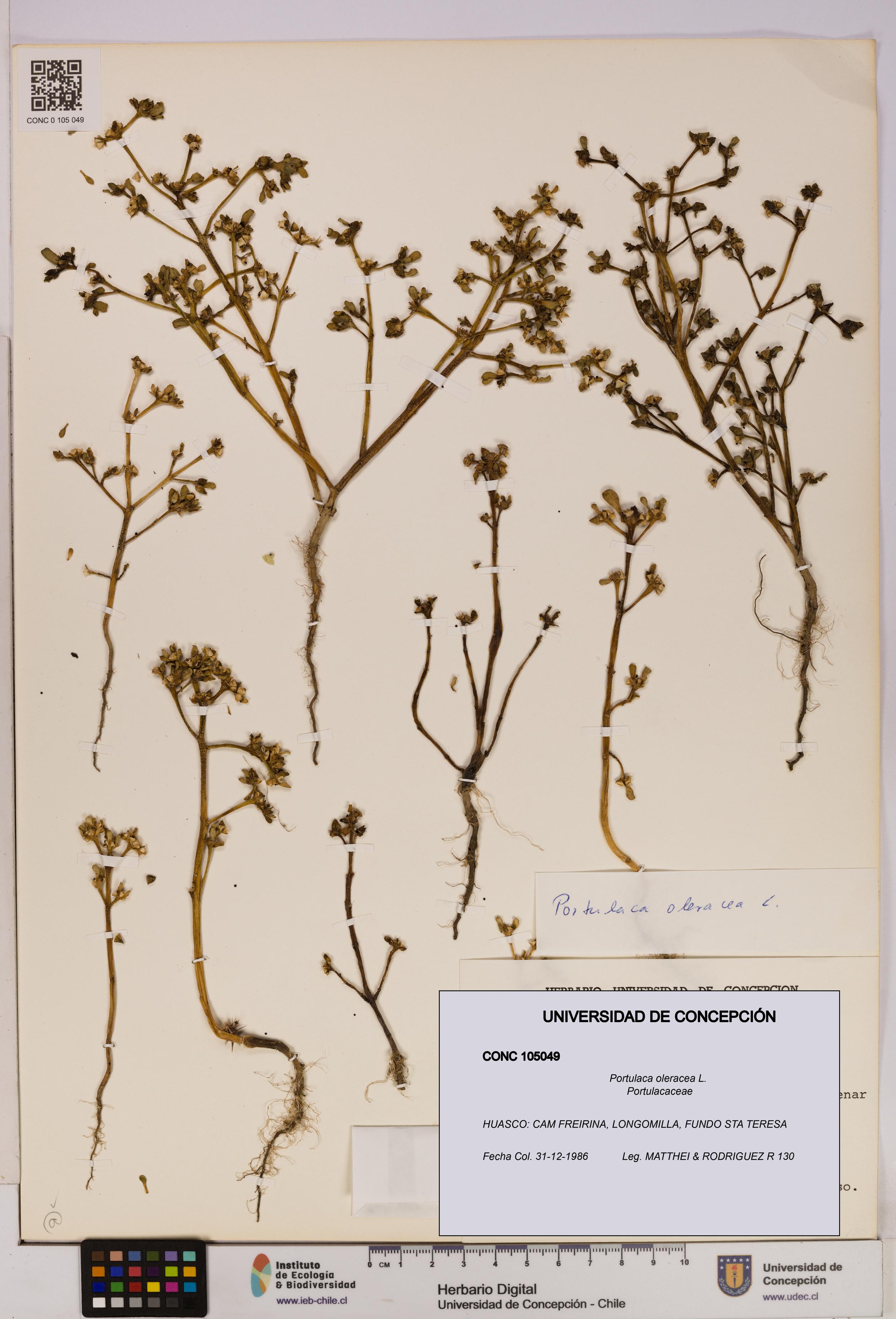 Portulaca oleracea [Espécimen: UDEC:CONC:0105049]