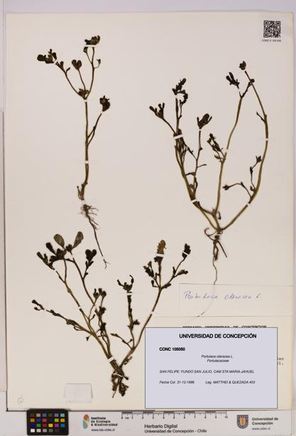 Portulaca oleracea [Espécimen: UDEC:CONC:0105050]