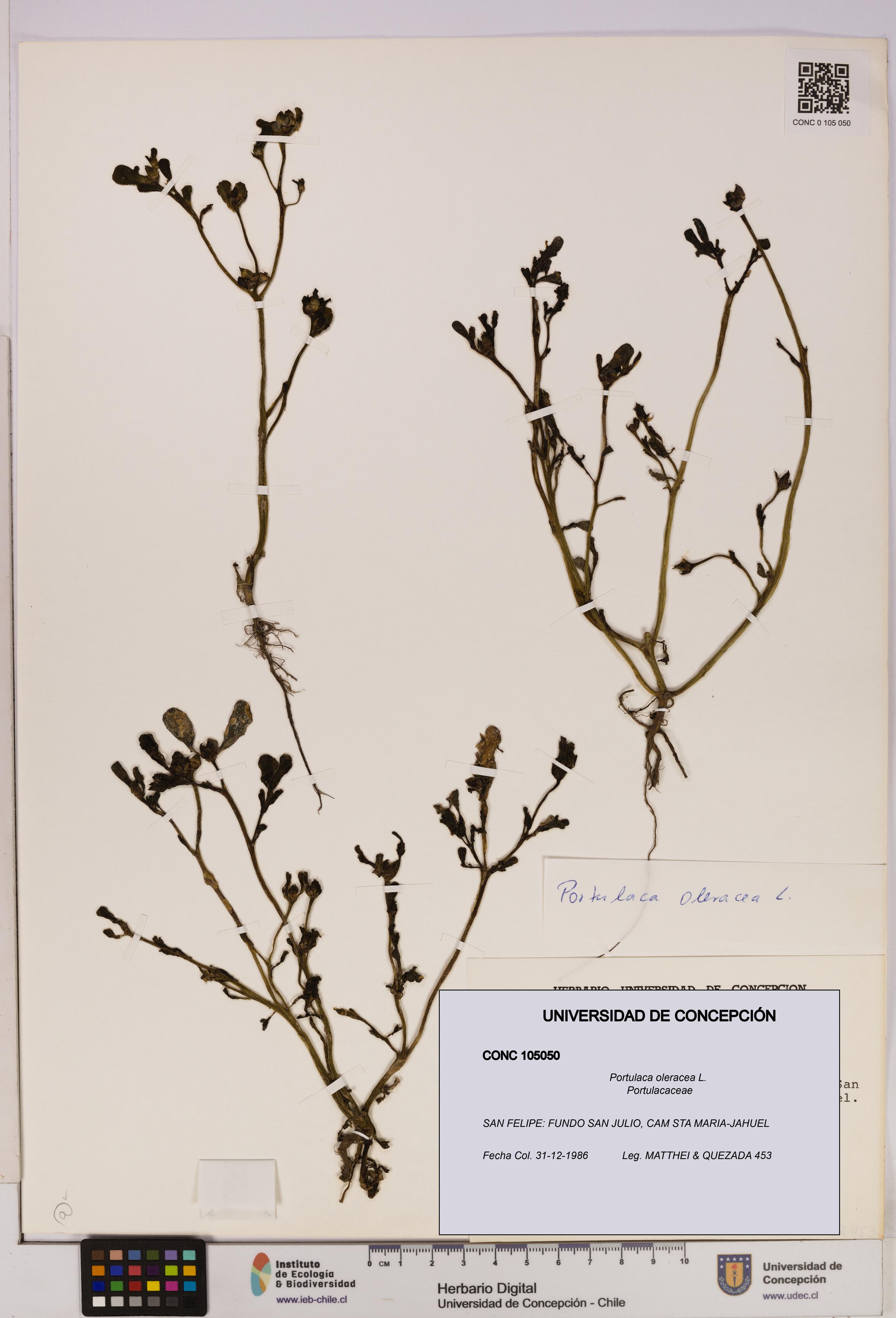 Portulaca oleracea [Espécimen: UDEC:CONC:0105050]