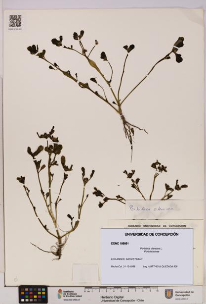 Portulaca oleracea [Espécimen: UDEC:CONC:0105051]