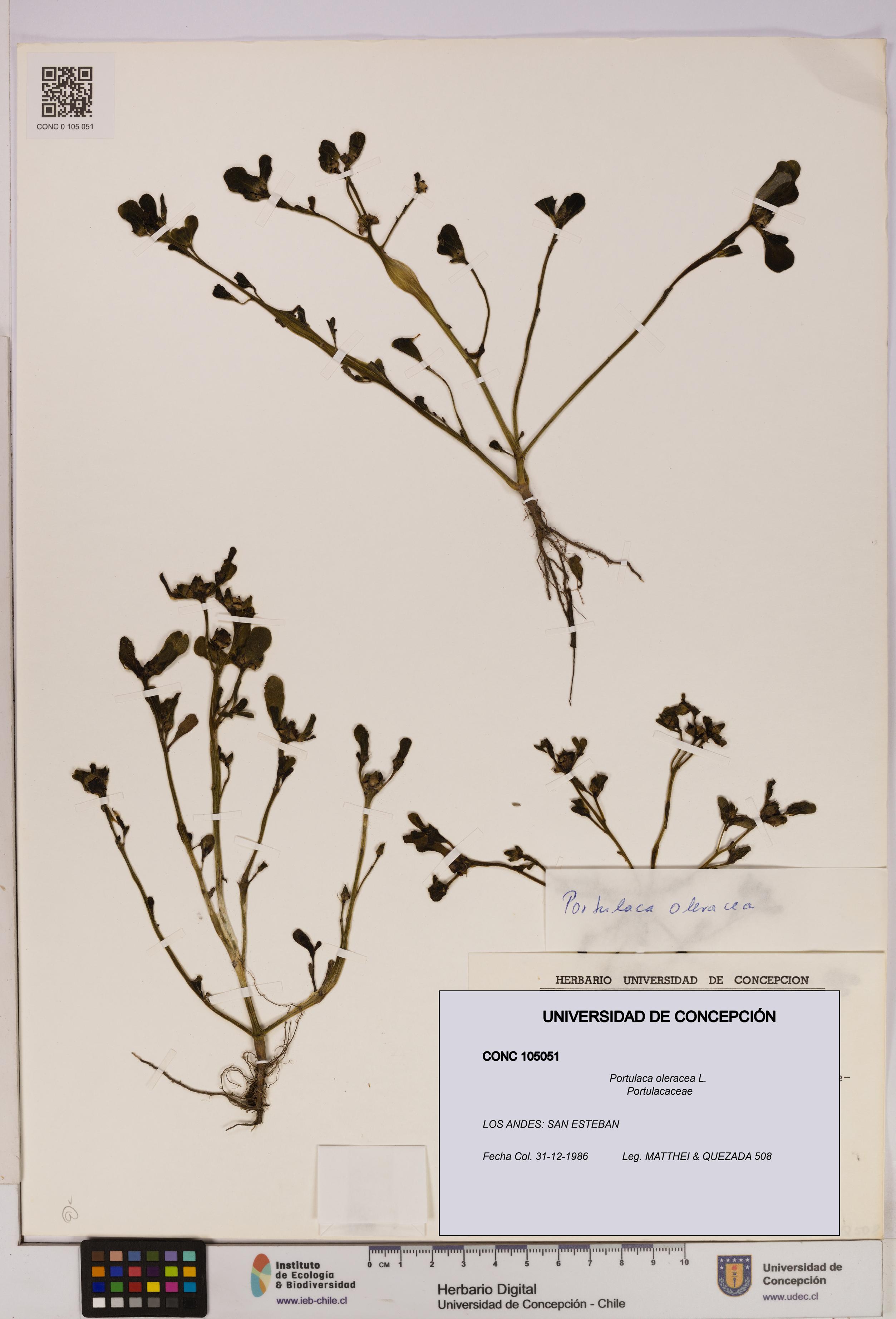 Portulaca oleracea [Espécimen: UDEC:CONC:0105051]