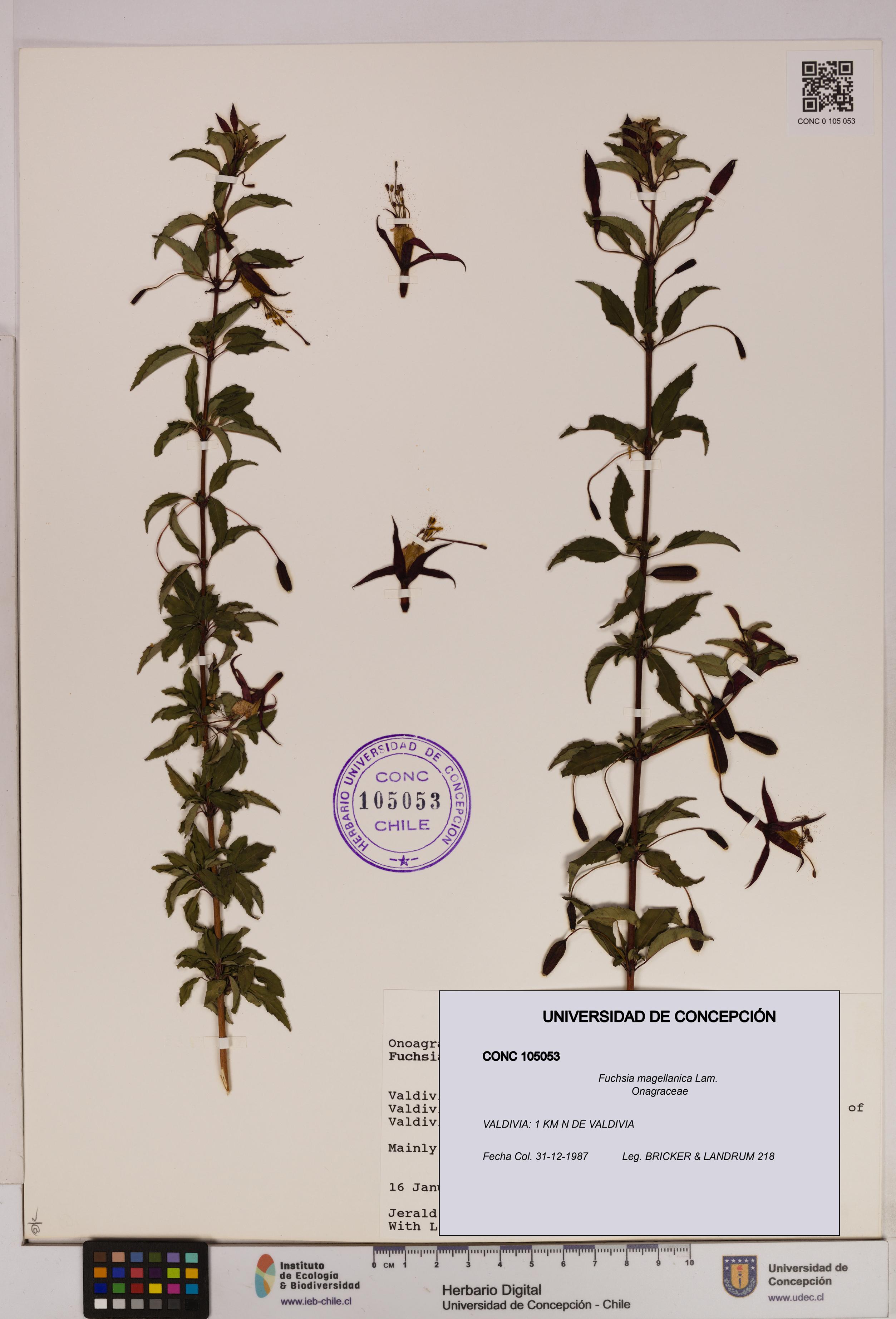 Fuchsia magellanica [Espécimen: UDEC:CONC:0105053]