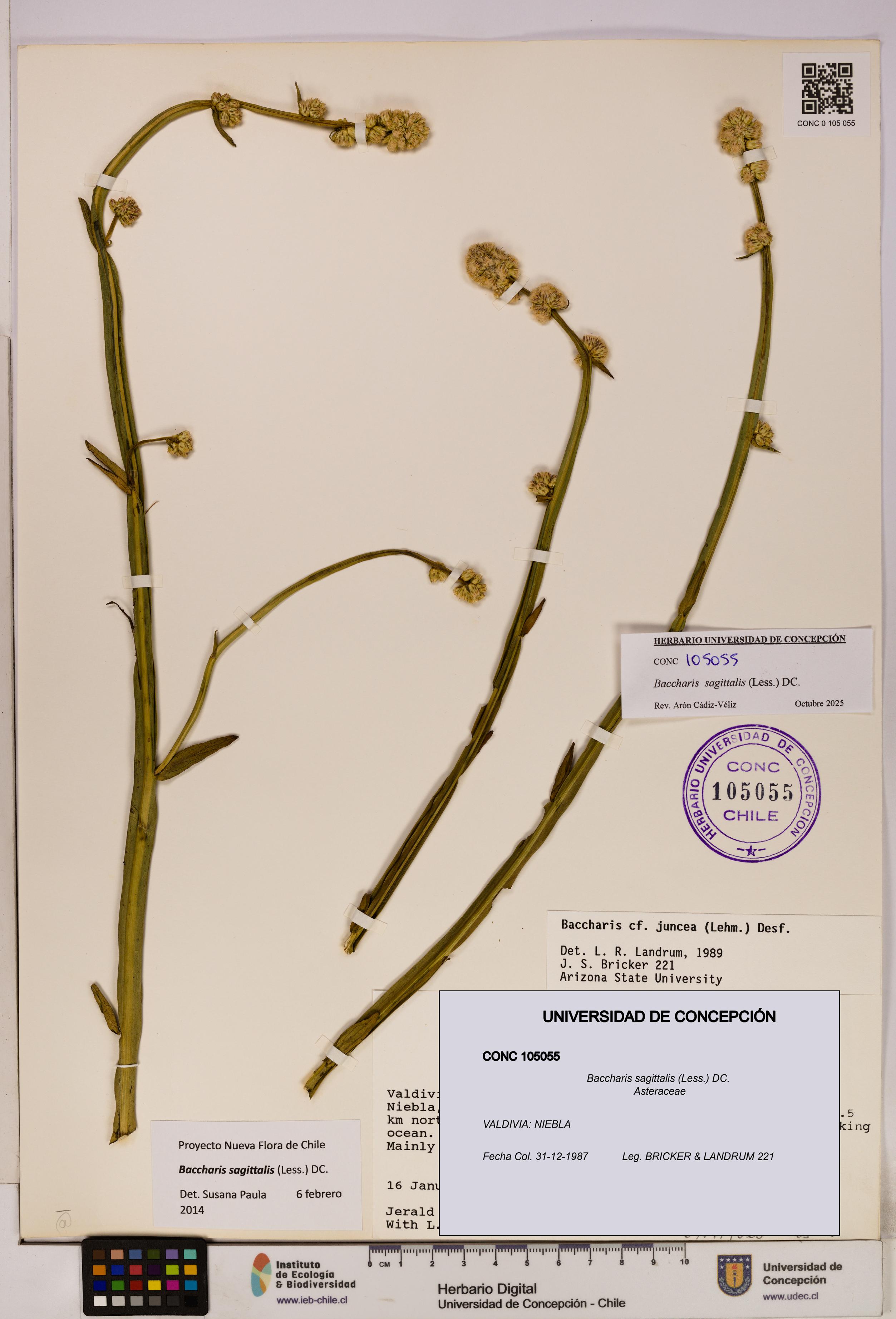 Baccharis sagittalis [Espécimen: UDEC:CONC:0105055]